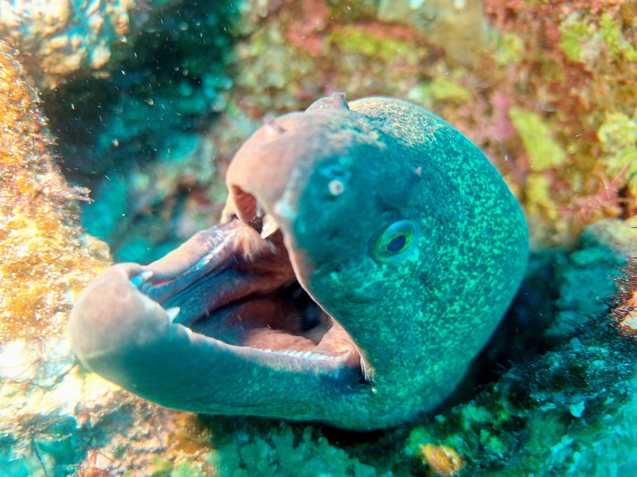 How many teeth does this moray have?