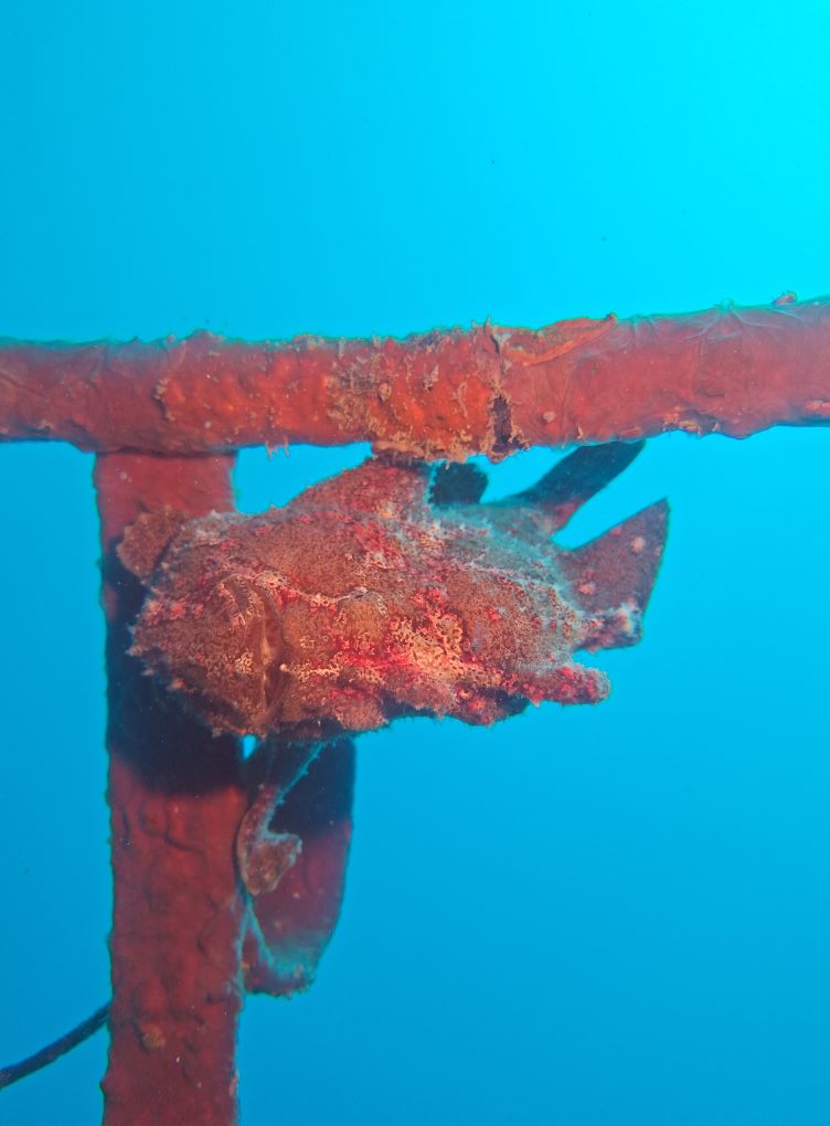 Diving in the north of Mauritius